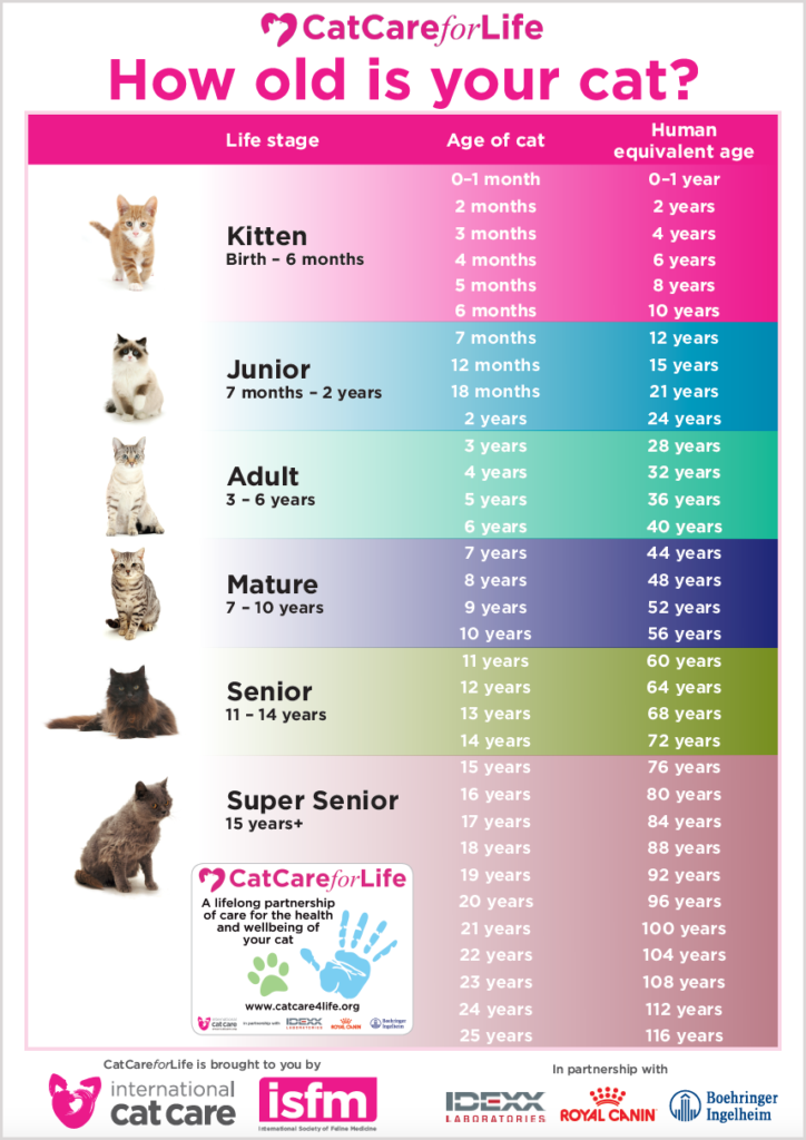 How-old-is-your-cat-image